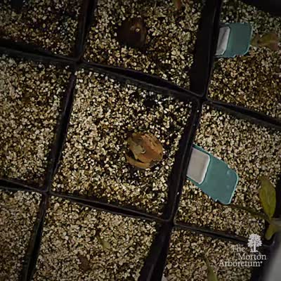 Oak Seedlings Time-lapse Video