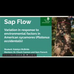 Sap flow variation in response to environmental factors in American sycamores