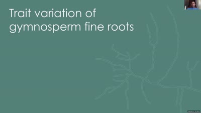 Trait variation of gymnosperm fine roots