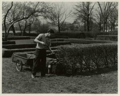 John Masengarb working in the Hedge Garden