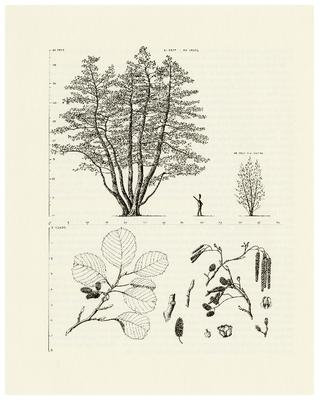 European Alder, Black Alder. Alnus glutinosa: Birch Family (Betulaceae)