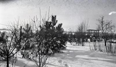 Yard at Clarence Godshalk's first Arboretum house in winter, pergola in the distance