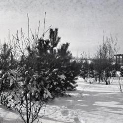 Yard at Clarence Godshalk's first Arboretum house in winter, pergola in the distance