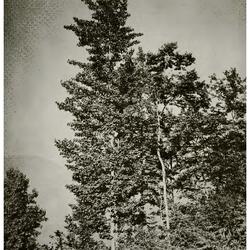 Photographs by E.H. Wilson