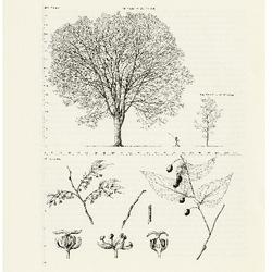 Hackberry, Celtis occidentalis: Elm Family (Ulmaceae)