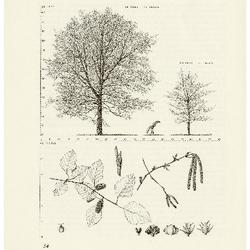 River Birch, Betula nigra: Birch Family (Betulaceae)