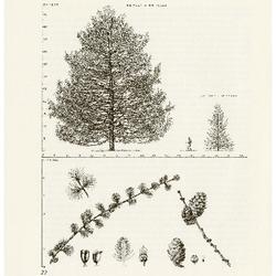 European Larch, Larix decidua: Pine Family (Pinaceae)