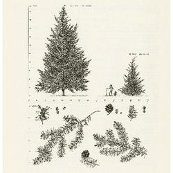 Eastern Hemlock, Tsuga canadensis: Pine Family (Pinaceae)