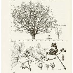 Amur Cork-tree, Phellodendron amurense: Rue Family (Rutaceae)