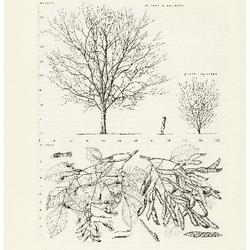 Yellow-wood, Cladrastis lutea: Pea Family (Leguminosae)