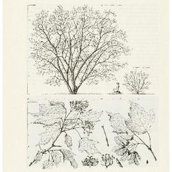 Amur Maple, Acer ginnal: Maple Family (Aceraceae)