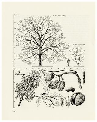 Ohio Buckeye, Aesculus glabra: Buckeye Family (Hippocastanaceae)