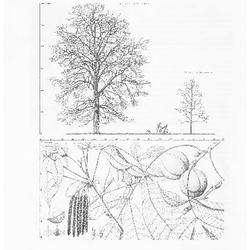 Shagbark Hickory, Carya ovata: Walnut Family (Juglandaceae)