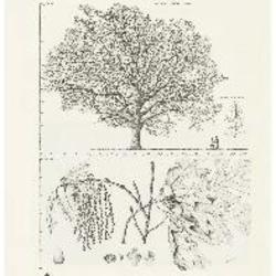 White Oak, Quercus alba: Beech Family (Fagaceae)