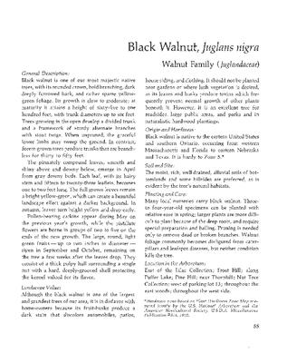 Black Walnut, Juglans nigra: Walnut Family (Juglandaceae)