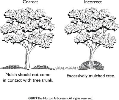 Tree Care: Mulch Illustration