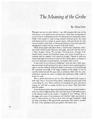 The Meaning of the Grebe