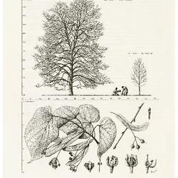 American Linden, Tilia Americana: Linden Family (Tiliaceae)