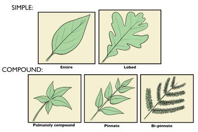 Simple and Compound Leaves Illustration 