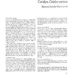 Catalpa, Catalpa speciosa: Bignonia Family (Bignoniaceae)