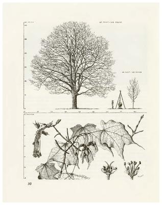 Sugar Maple, Acer saccharum: Maple Family (Aceraceae)
