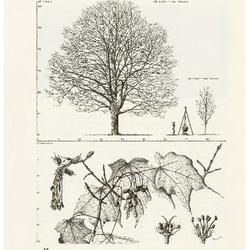 Sugar Maple, Acer saccharum: Maple Family (Aceraceae)