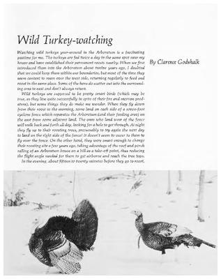 Wild Turkey-watching