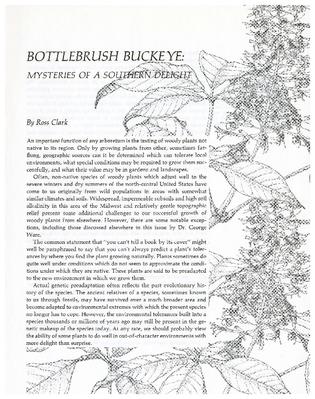 Bottlebrush Buckeye: Mysteries of a Southern Delight