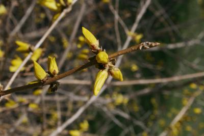 Forsythia 'Northern Gold' (Northern Gold Forsythia), bud, flower