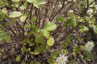 Fothergilla ×intermedia 'Mount Airy' (Mount Airy Fothergilla), leaf, new