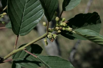 Frangula purshiana subsp. purshiana (Cascara Buckthorn), flower, full