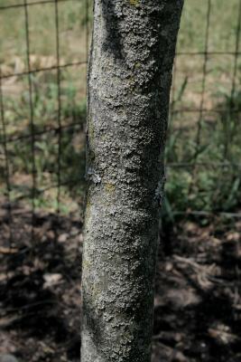 Frangula purshiana subsp. purshiana (Cascara Buckthorn), bark, trunk