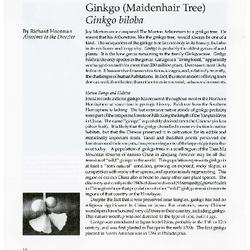Ginkgo (Maidenhair Tree), Ginkgo biloba