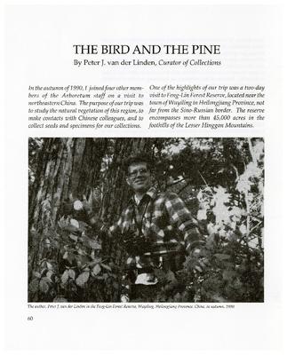 The Bird and the Pine