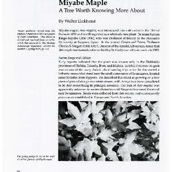 Miyabe Maple: A Tree Worth Knowing More About