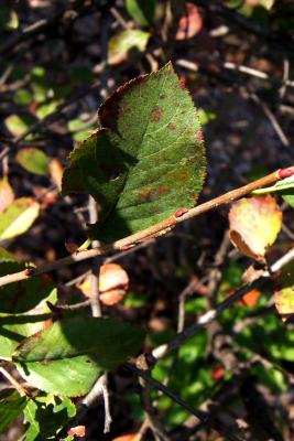 Aronia ×prunifolia 'Viking' (Viking Black Chokeberry), leaf, fall