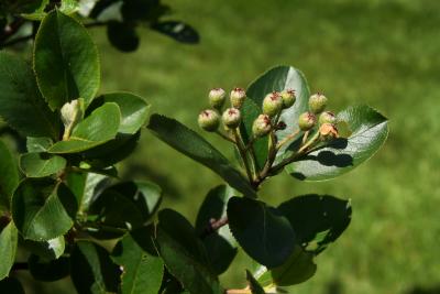 Aronia ×prunifolia 'Viking' (Viking Black Chokeberry), fruit, immature
