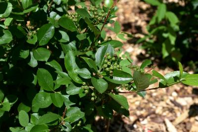 Aronia ×prunifolia 'Viking' (Viking Black Chokeberry), habit, summer