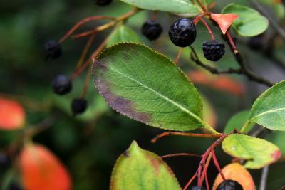 Aronia melanocarpa 'Morton' (IROQUOIS BEAUTY) (IROQUOIS BEAUTY ™ Black Chokeberry), leaf, fall