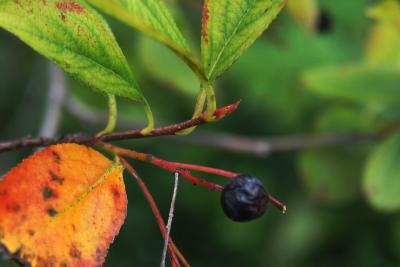 Aronia melanocarpa 'Morton' (IROQUOIS BEAUTY) (IROQUOIS BEAUTY ™ Black Chokeberry), bud, terminal