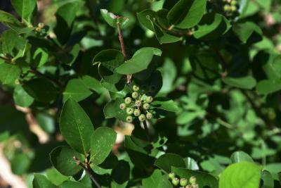 Aronia ×prunifolia 'Viking' (Viking Black Chokeberry), infructescence