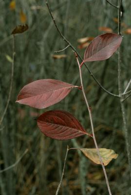 Aronia ×prunifolia (Purple Chokeberry), leaf, fall