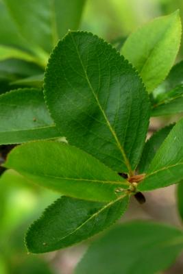 Aronia ×prunifolia 'Viking' (Viking Black Chokeberry), leaf, upper surface