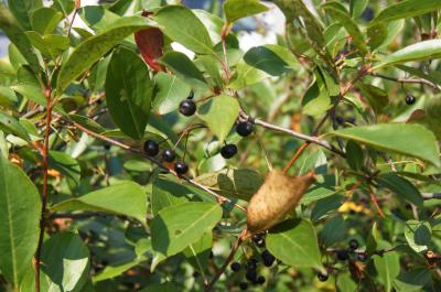 Aronia melanocarpa 'Morton' (IROQUOIS BEAUTY) (IROQUOIS BEAUTY ™ Black Chokeberry), infructescence