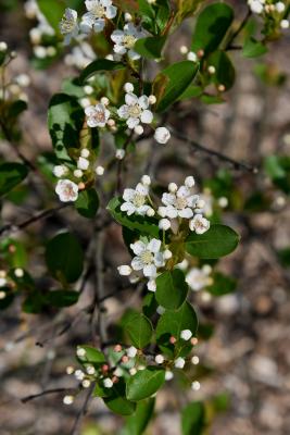 Aronia melanocarpa 'Morton' (IROQUOIS BEAUTY) (IROQUOIS BEAUTY ™ Black Chokeberry), flower, full