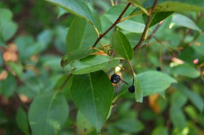 Aronia melanocarpa 'Morton' (IROQUOIS BEAUTY) (IROQUOIS BEAUTY ™ Black Chokeberry), fruit, mature