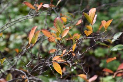 Aronia melanocarpa 'Morton' (IROQUOIS BEAUTY) (IROQUOIS BEAUTY ™ Black Chokeberry), habit, fall