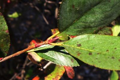 Aronia ×prunifolia 'Viking' (Viking Black Chokeberry), bud, terminal