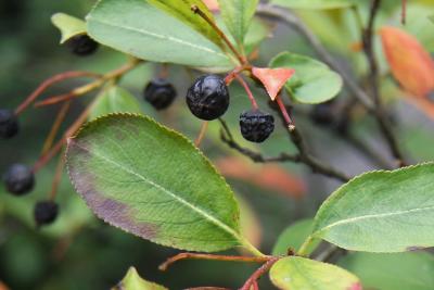 Aronia melanocarpa 'Morton' (IROQUOIS BEAUTY) (IROQUOIS BEAUTY ™ Black Chokeberry), fruit, mature