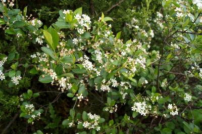 Aronia melanocarpa 'Morton' (IROQUOIS BEAUTY) (IROQUOIS BEAUTY ™ Black Chokeberry), habit, spring